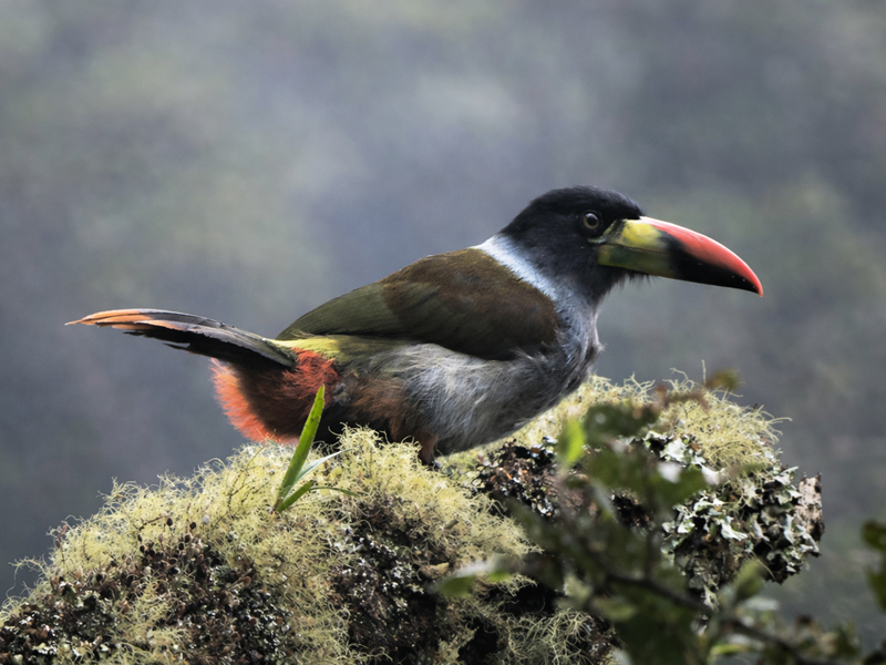 Manu Birding Experience: birdwatching in cloud forest and Amazon lowlands